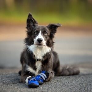 American Kennel Club Dog Boots